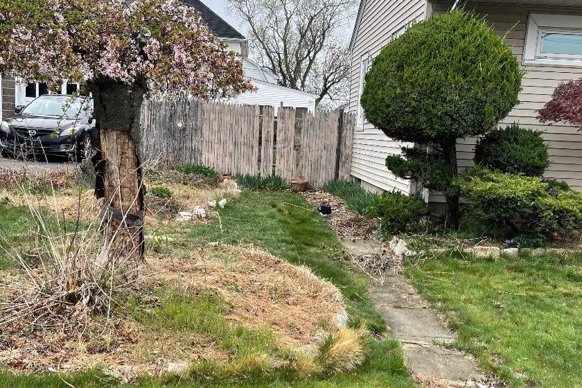 Before: an overgrown front yard with a dead, weedy bed around a tree.