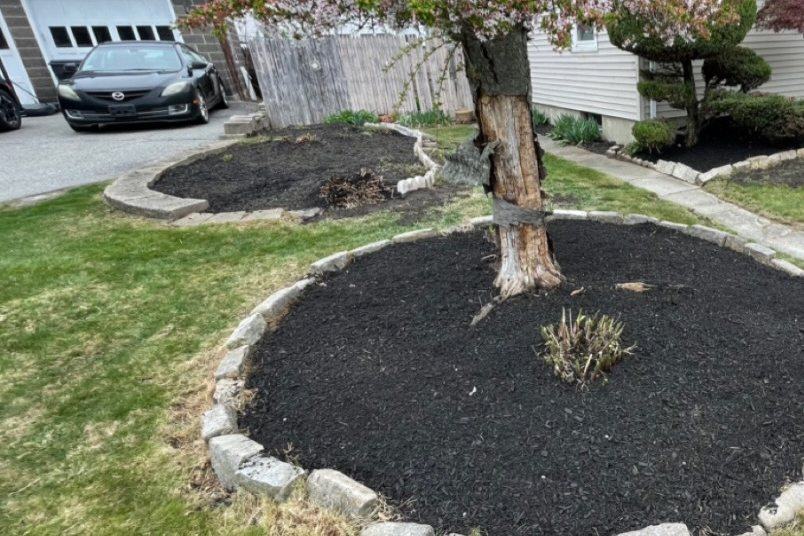 After: the tree sits in a round bed of fresh black mulch with a stone border.